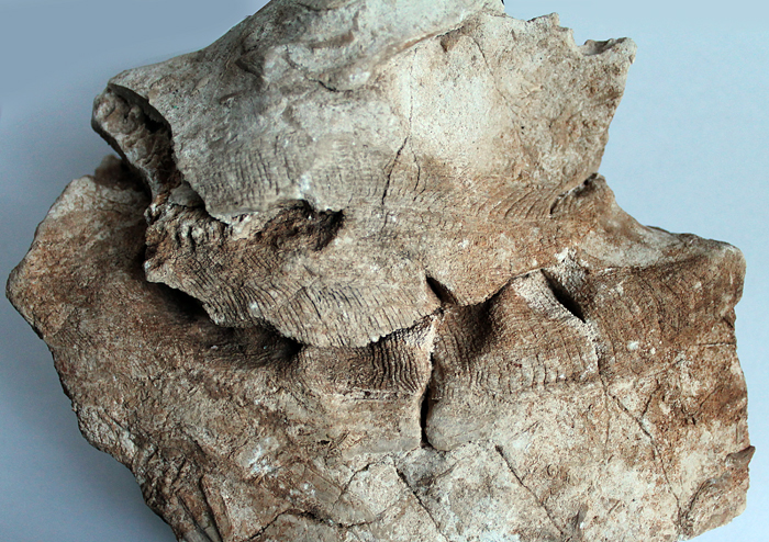 170 mm, Rogoznica, 2016.