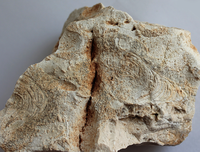 Velikost schránky na fotografii v pravé části 63 mm. Rogoznica, 2016.