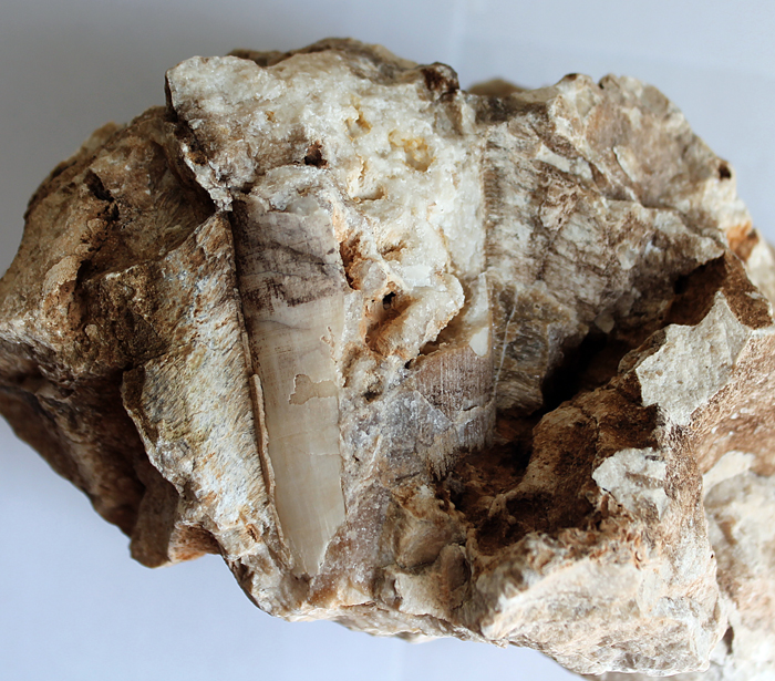 Odhalené aragonitové jádro schránky obalené silnou stěnou zřetelně lamelovaného pláště. Za pomocí aragonitového vápence, jež tito mlži produkovali vytvářeli výše zmíněnou variantu křídových korálových útesů. Výška 65 mm. Rogoznica, 2016.