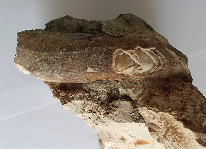 Nález 11 centimetrového vnitřního jádra. Tato část mlže rodu Gorjanovicia byla dle předpokladů pevně ukotvena pod povrchem mořského dna. Opět je po stranách jádra vidět zřetelný sliný lem lamelovaného pláště.