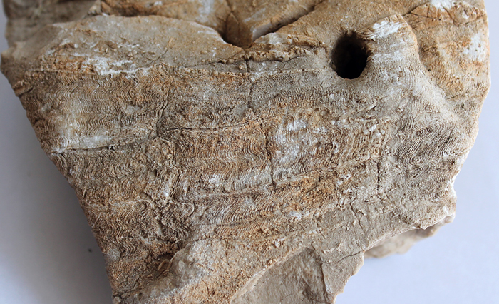 Zachovalé jemné zdobení vnějšího pláště rodu Gorjanovicia Polšak, 1967 †. velikost vzorku 110 mm. Rogoznica, 2016.