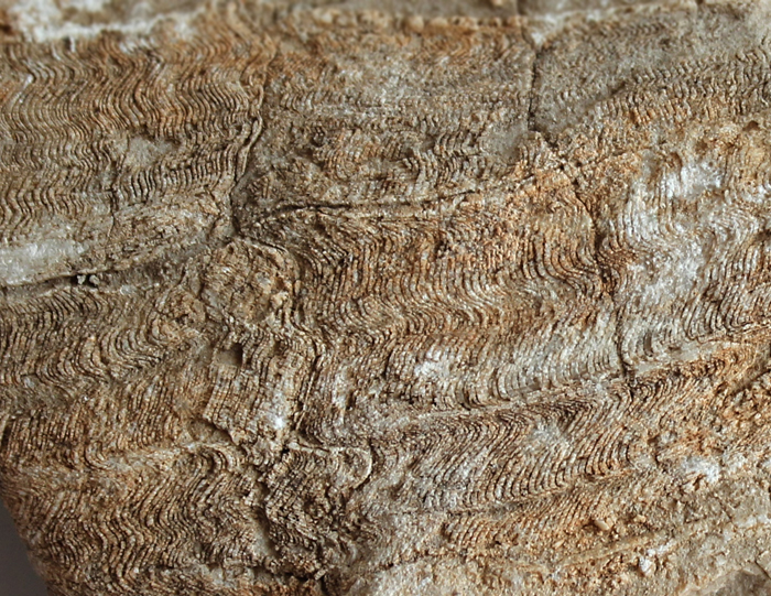 Detail předchozího vzorku.