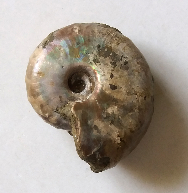 Desmoceras (Desmoceras) latidorsatum - 43 mm.