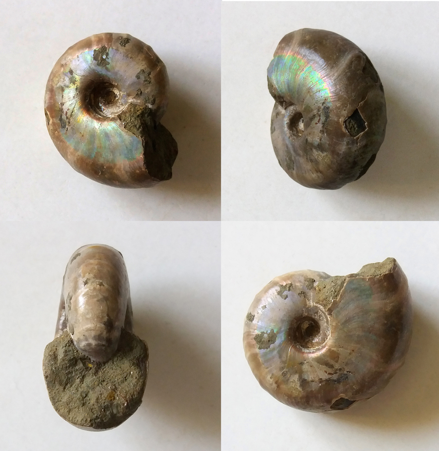 Desmoceras (Desmoceras) latidorsatum - 43 mm.