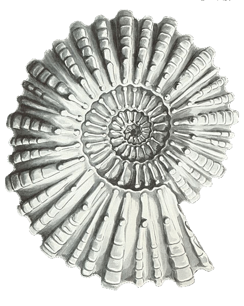 Douvilleiceras mammillatum