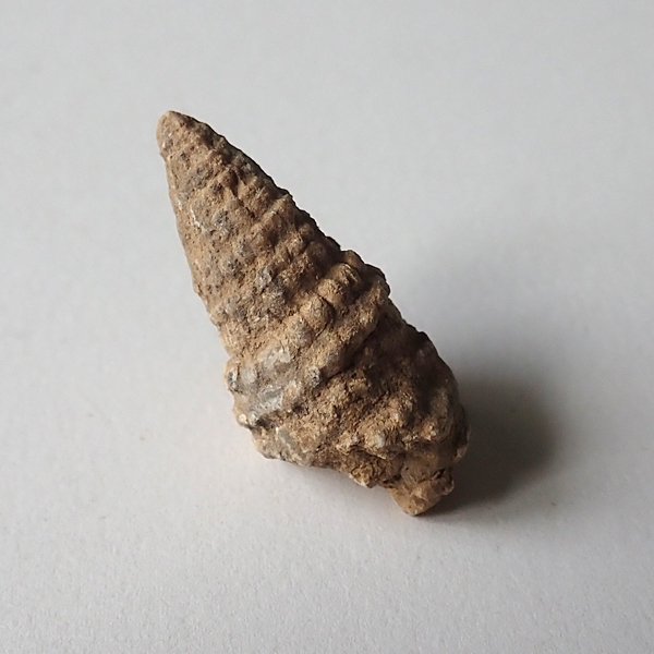 35 mm, Prašník při Piešťanoch